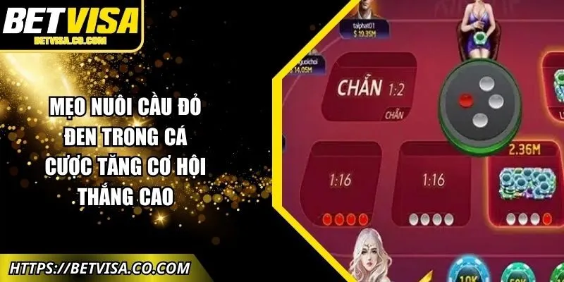 meo-nuoi-cau-do-den-trong-ca-cuoc-anh-dai-dien